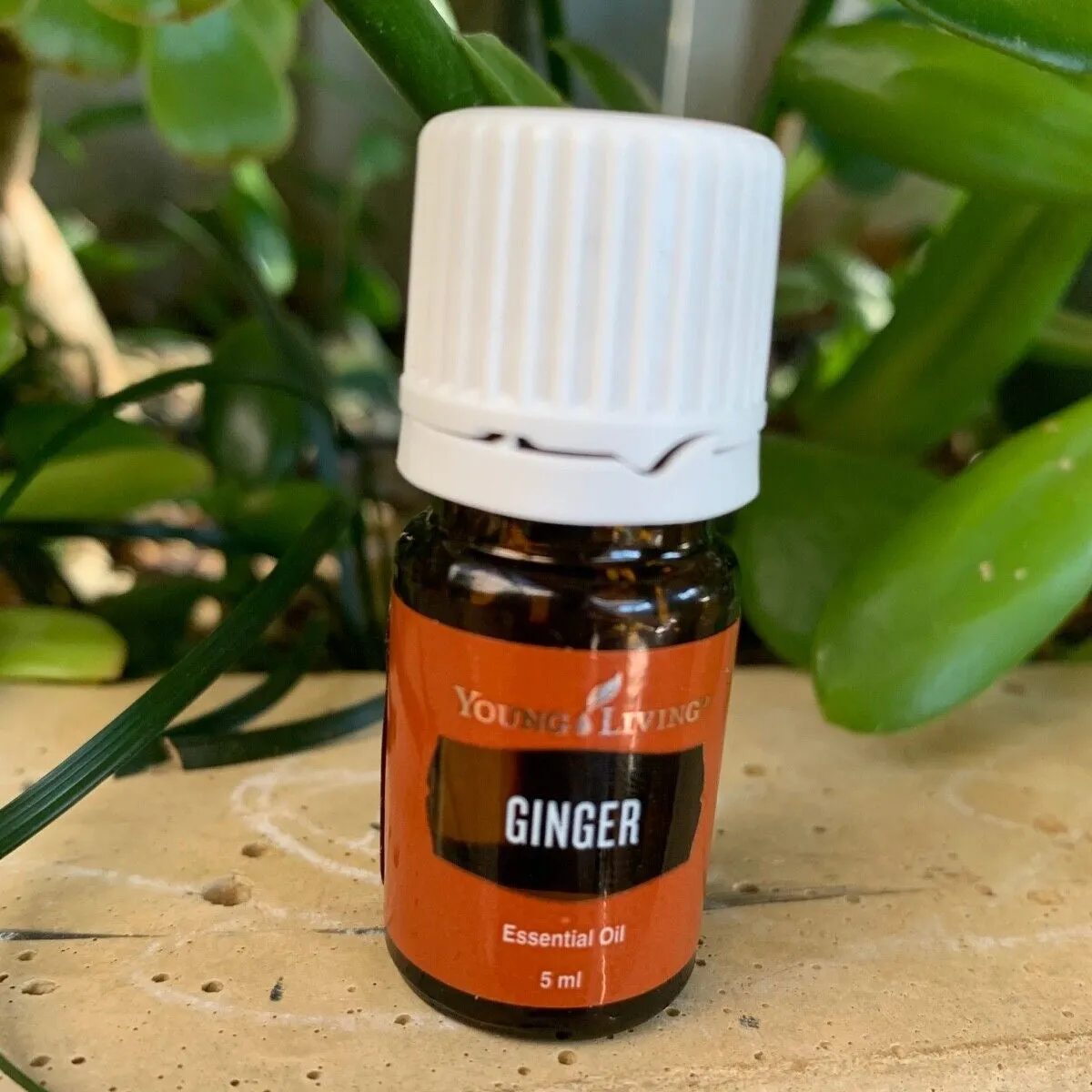 Young Living Ginger Essential Oil - 5ml